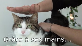 Elle soigne humains et animaux grâce à ses mains [upl. by Nodababus]