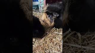 Guinea Pigs Eating and Stealing guineapigfun guineapigs [upl. by Young]