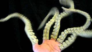 octopus tentacle finger glove Halloween Scary Costume [upl. by Verlie]