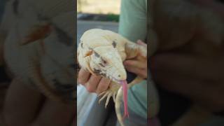 Orange Albino Tegu at One Year Old reptiles tegu [upl. by Platon838]