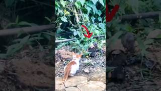 cat ka shikar foryou subscribe shortsfeed trending cat rat viralvideo newyoutube [upl. by Nyhagen946]