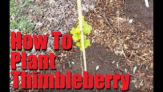 Planting Thimbleberries [upl. by Eesdnil]