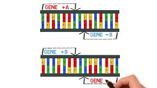 What are Genome Evolution Mutations Gene Duplications Gene Losses and Inversions [upl. by Lilaj]