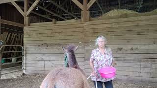 Annalee 3mo old learning the halter the easy way [upl. by Shaum]