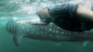 PLONGÉE AVEC UN ÉNORME REQUIN BALEINE  Cyril Chauquet [upl. by Einatirb]