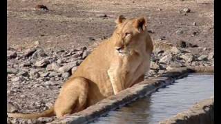 Ol Pejeta Conservancy Sweetwaters Kenya 22 [upl. by Neelsaj]