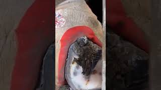 Efficient Donkey Hoof Cleaning DonkeyCare HoofMaintenance FarmLife AnimalHealth [upl. by Assyl]