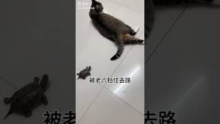 quotKitten vs Turtle Race Slow but Persistentquot petlover petlovers kitten kitty kittycat catlover [upl. by Muhcan]