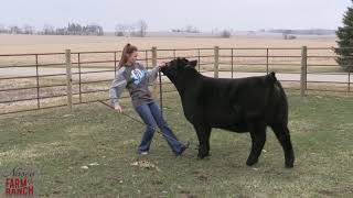 Beef Cattle Showmanship Tips from Nasco amp CD Show Cattle [upl. by Lole]