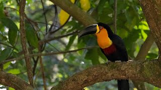 Tucano de bico preto Ramphastos ariel alimentandose de açaí no Jardim Botânico do RJ [upl. by Ellehsat326]