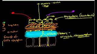 Physiology of Peristalsis [upl. by Cynde490]