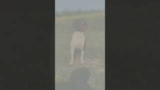 Pointer dog breed pointerdog dog doglover dogshorts doglife dogsofinstagram viralvideo fun [upl. by Nedap342]