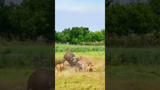 Bison vs Lion this super game is too fierce Animal combat power competition [upl. by Anehc255]