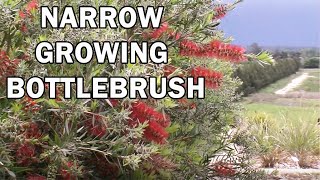 SLIM™ Callistemon naturally narrow growing bottlebrush  Ozbreed Native Shrubs amp Groundcovers [upl. by Haveman]