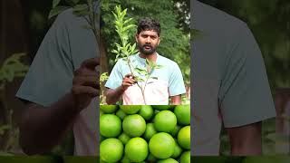 King Batthai Plants  Mosambi Plants  Fruit Plants In Telugu  Ashok Chakra Nursery  Kadiyam Abbai [upl. by Audre]