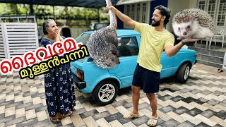 🔥വീട്ടിൽ മുള്ളൻപന്നി കയറി  Prank went “WRONG” [upl. by Peck]