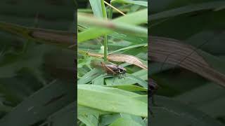 The unusual longwinged form of Roesels Bush Cricket stridulating singing [upl. by Mintz]