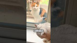 The kitten outside the window 🙏cat rescue story cute shortvideo pets [upl. by Ripp]