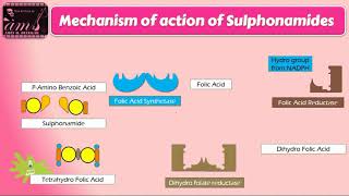 mechanism of action of sulfonamides [upl. by Veronika]