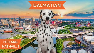 Dalmatian Breed Highlights [upl. by Zysk]