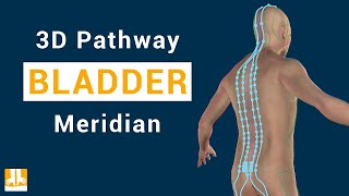 Bladder meridian  3D pathway from point to point [upl. by Hgieloj]