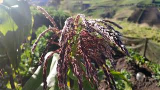 Cómo Fertilizar Maíz en Etapa de Floración  Fertilizar Milpa Maximiza tu Cosecha [upl. by Eenimod]