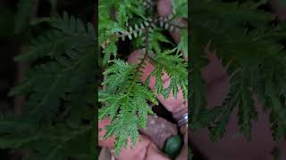 Selaginella [upl. by Carnes]