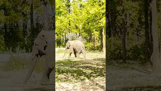 Ormanjhi zoo ranchielephant walking elephantanimals ormanjhizoovlogjharkhand [upl. by Barkley163]