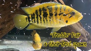 Yellow Jacket cichlid former Freddy with fry [upl. by Rolyat]