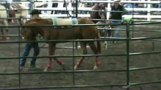 Flurry in the John Lyons Clinic at Equine Affaire 2011 [upl. by Saisoj]