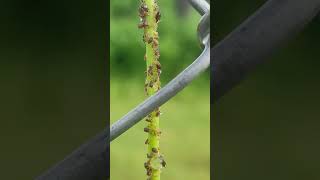 Aphids shortsvideo shorts [upl. by Blisse263]