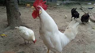 White leghorn rooster crowing beautiful rooster crowing in the morning [upl. by Sylado]