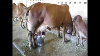 Milking process Dairy process Cowstable near Indore 2013 India very cruel process very sad [upl. by Ester804]