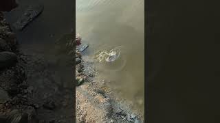 Cat fish catching videofishing twolessfishinthesea automobile [upl. by Harrell323]