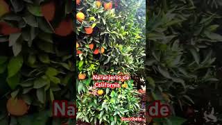 Naranjeros de California 👍 musica regionalmexicano corridos agriculture [upl. by Wang]