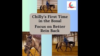 Chillys First Time in the Bosal Hackamore [upl. by Nwahsyar290]