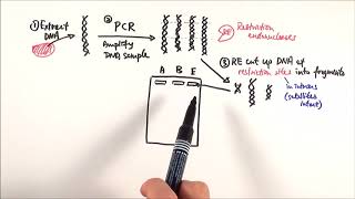 A2 Biology  DNA profiling OCR A Chapter 211 [upl. by Nilhtac]