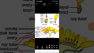 Inflorescence amp its types fully detailed  mcq [upl. by Darom962]