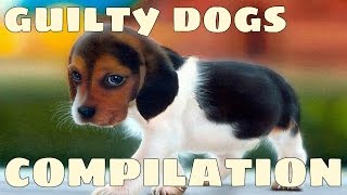 Funny Guilty Dogs Compilation 2017 [upl. by Llerdnod576]