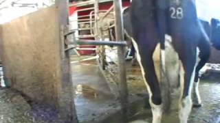 How automatic milking works  Robotic milking 25 [upl. by Witha]