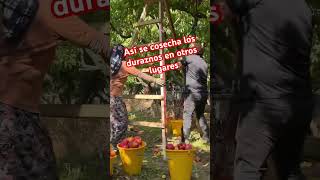 Cosecha de durazno suscribetealcanal agricultura [upl. by Audie]