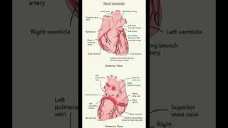 Heart anatomy and physiology  Heart diagram  Heart structure  short youtube shortfeed [upl. by Yldarb881]