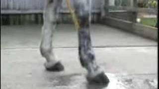 Cold Hosing a Flexor Tendon or Suspensory Ligament  HorseandRider UK [upl. by Colp921]