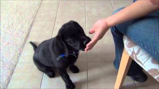 Ben  Black labrador  3month old [upl. by Acissaj]