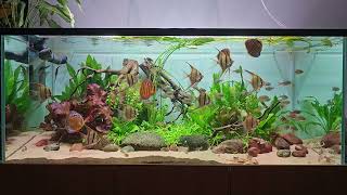 6 akwarium altumy i paletki aquarium pterophyllum altum and discus tank [upl. by Bibah]