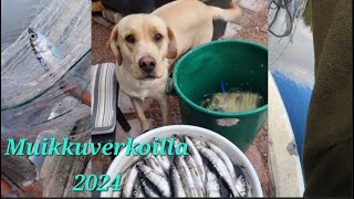 Muikkuverkoilla 2024  Motonet Korjaamo Kouvola Cardude Oy  eramiehenmatkassa kalastus fishing [upl. by Petta575]