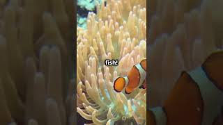 3 Facts you didnt know about Clownfish [upl. by Coy]