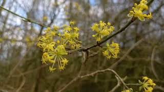 Golden Glory Cornelian Cherry in Full Bloom [upl. by Arag58]