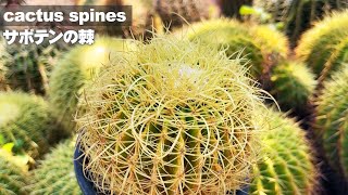 【サボテンのトゲ】「金鯱」キンシャチ／短棘／白棘／狂棘／キング棘／フェロカクタス白【Echinocactus grusonii】 [upl. by Yleak866]