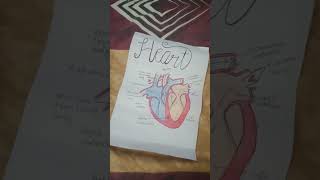 Heart Diagram  Easy class 10 heartdiagram heart sketch [upl. by Ennyleuqcaj]